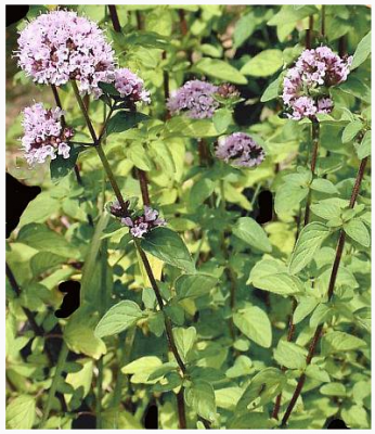 Майоран - Колбасная трава